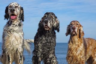 3 spaniels